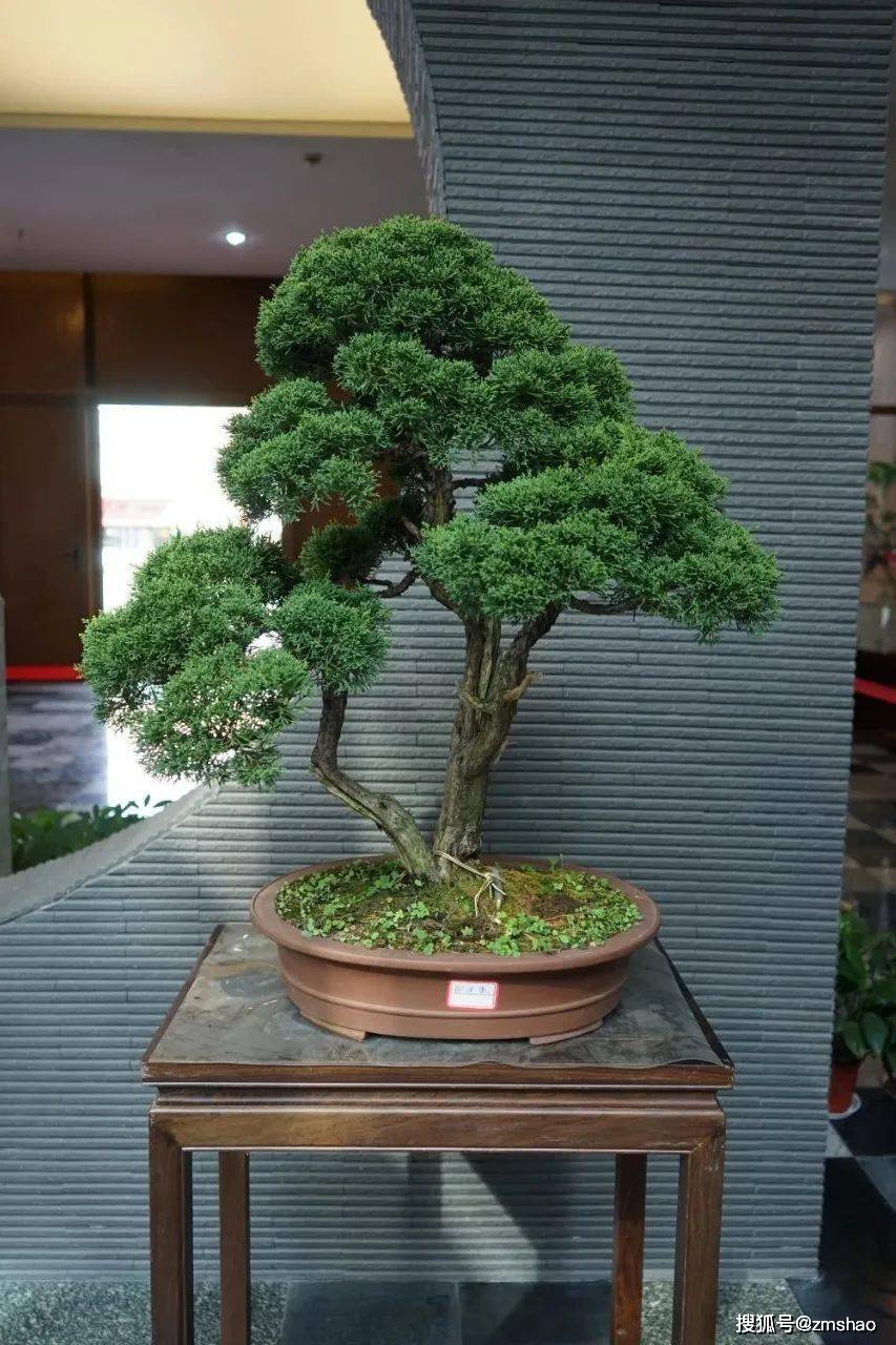 杂木盆景欣赏2-搜狐大视野-搜狐新闻