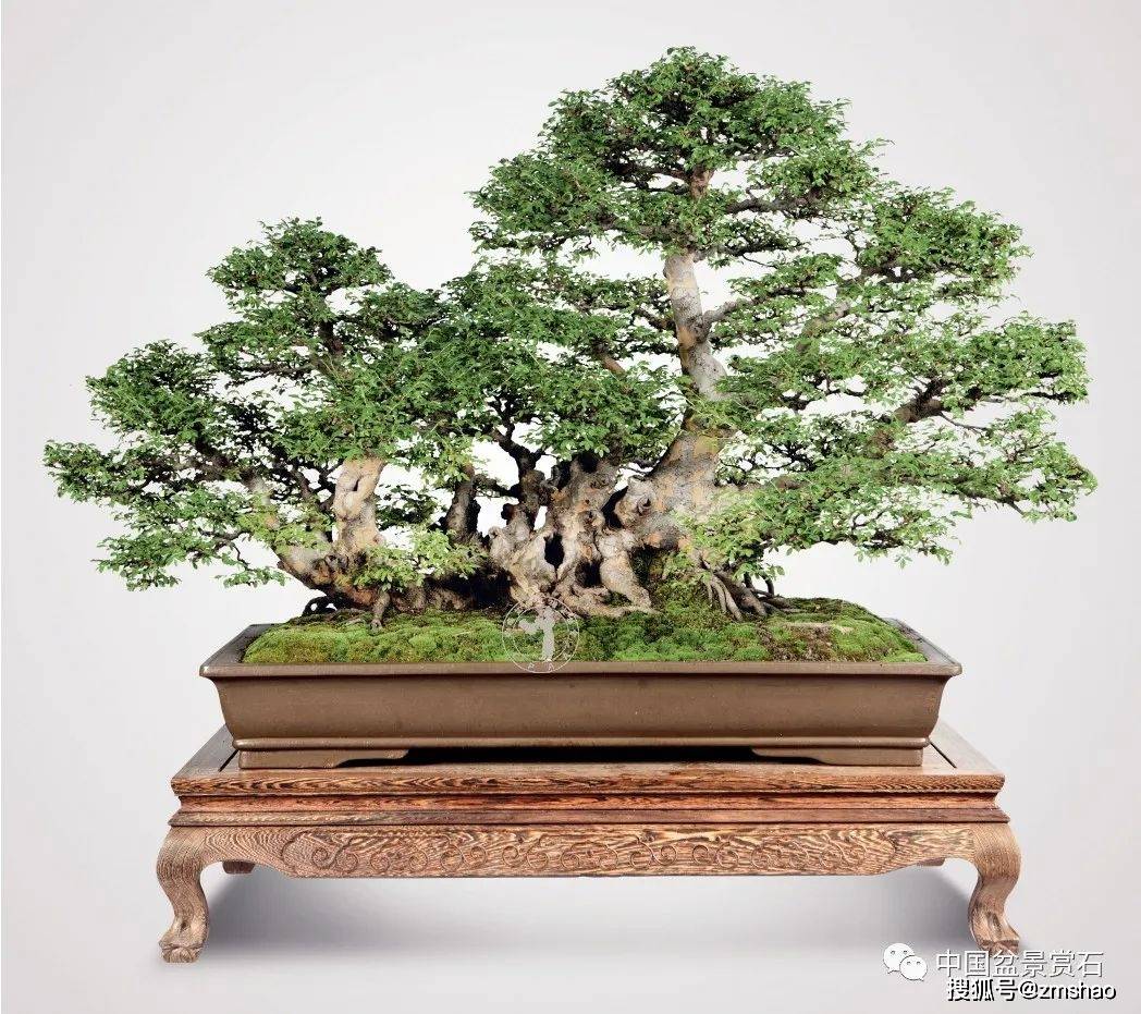 杂木盆景欣赏3-搜狐大视野-搜狐新闻