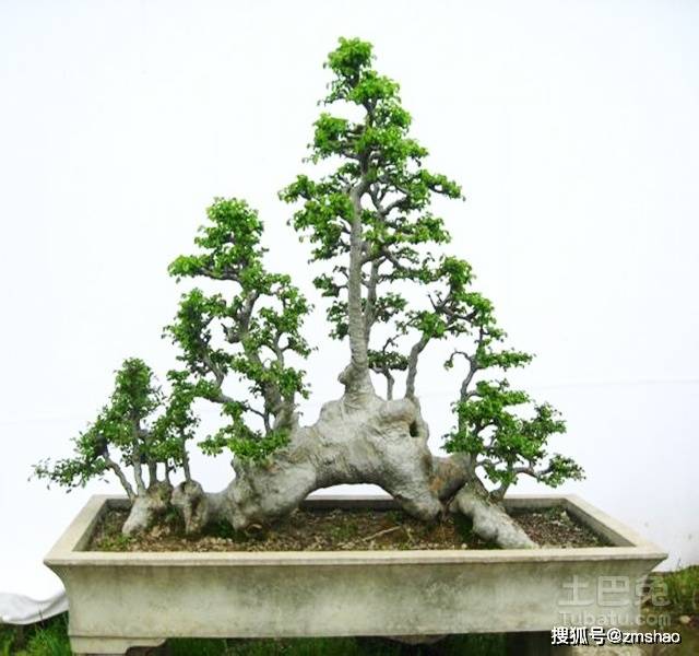 杂木盆景欣赏1-搜狐大视野-搜狐新闻