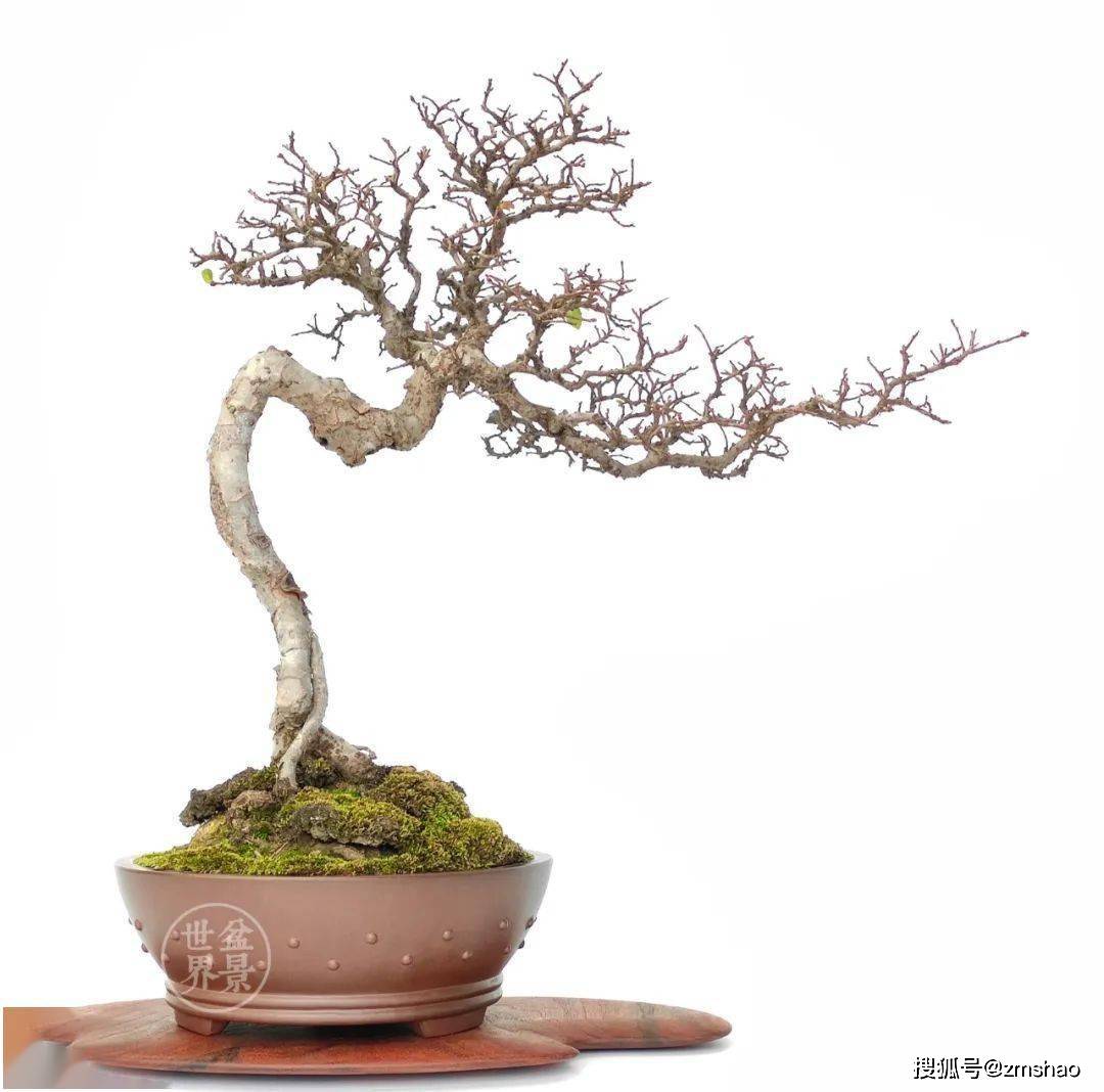 杂木盆景欣赏2-搜狐大视野-搜狐新闻