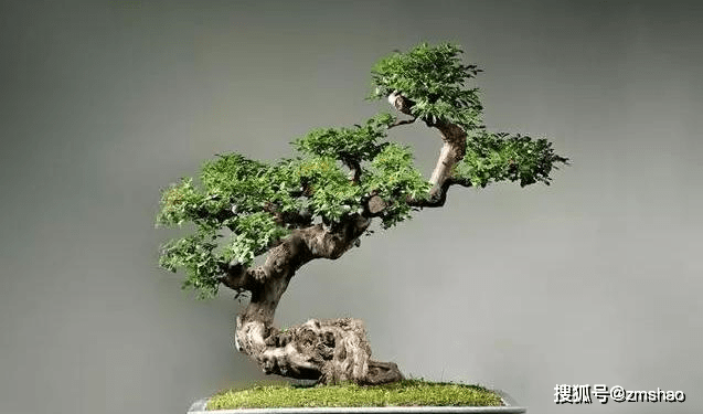 杂木盆景欣赏1-搜狐大视野-搜狐新闻