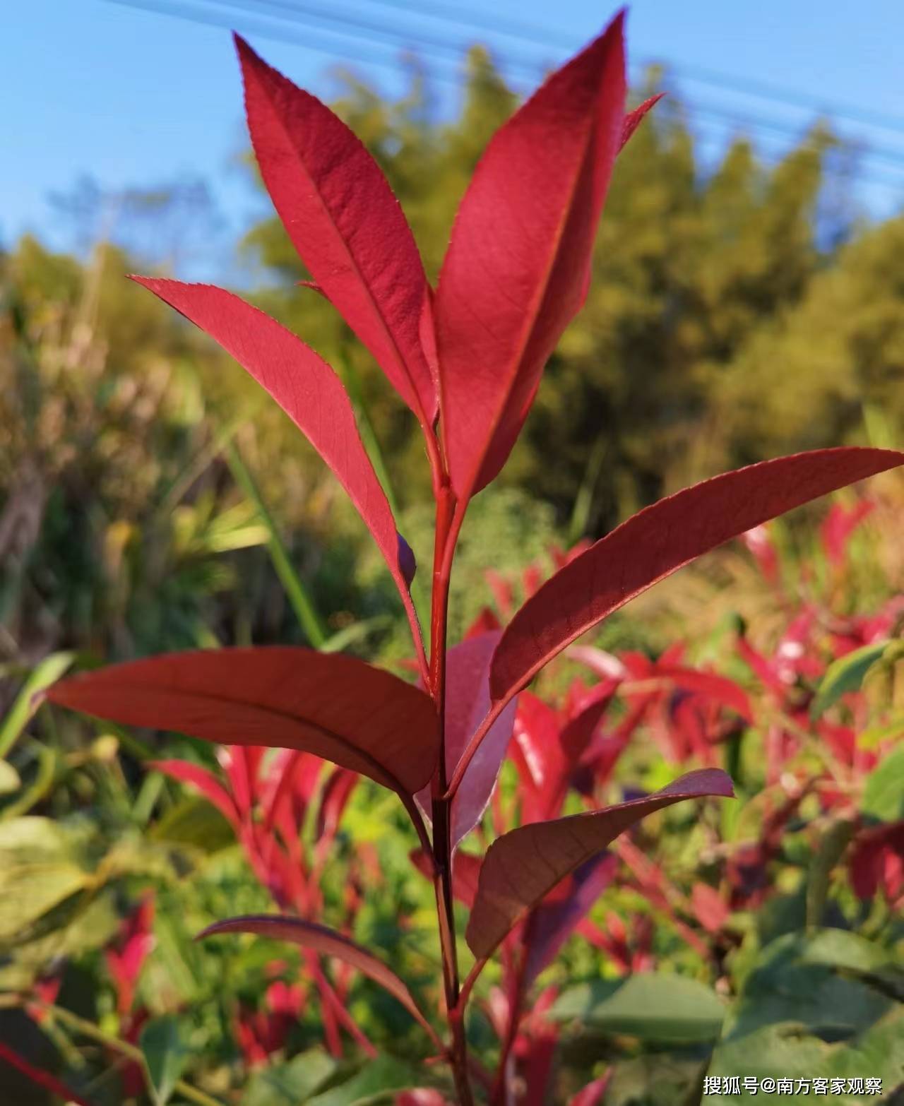 红叶石南的6天影像记-搜狐大视野-搜狐新闻