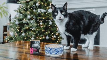 圣诞节特供| GO!猫粮与你一起开启毛孩饮食安全指南