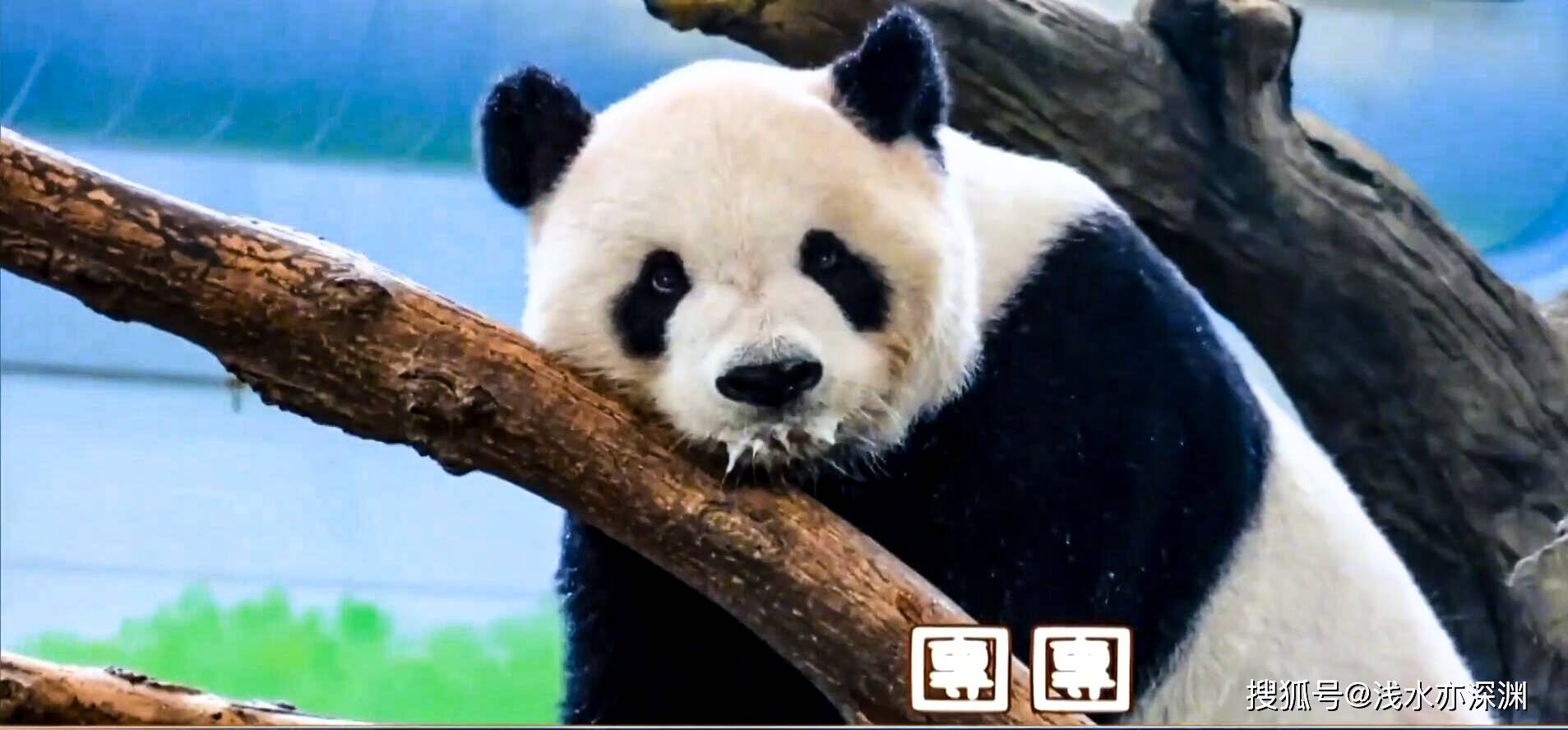 昨天，国人都熟悉的这只大熊猫走了……它是北京亚运会吉祥物盼盼的原型