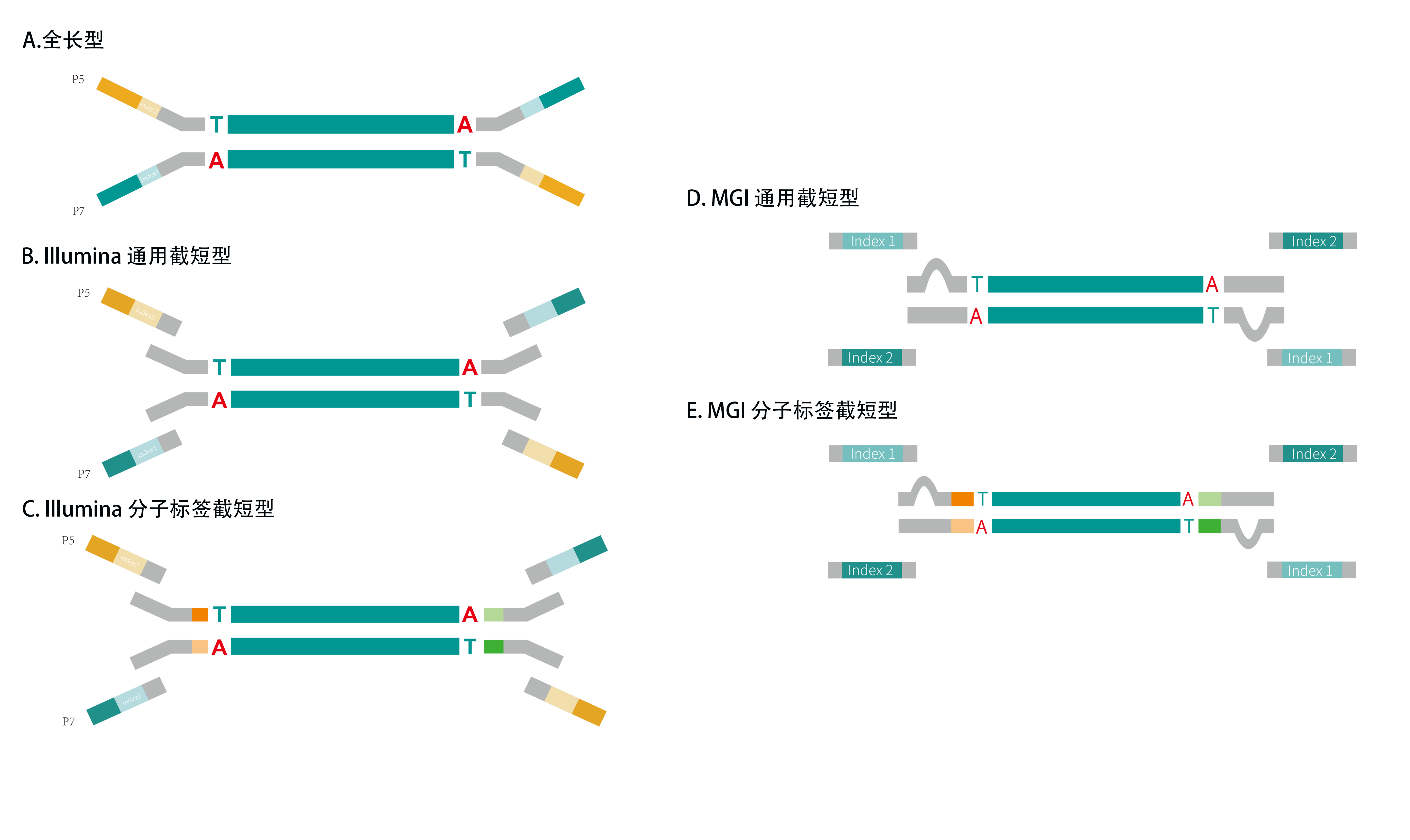 pcr原理图解图片