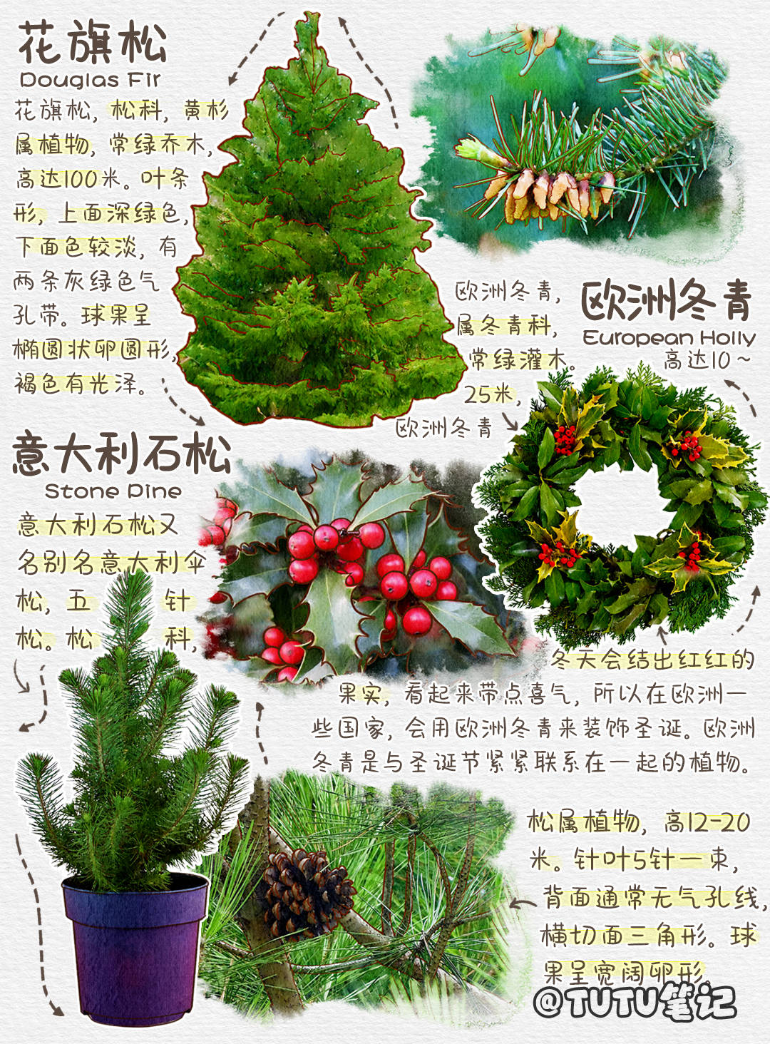 原来圣诞树竟有这么多种类! 圣诞树分类图鉴-搜狐大视野-搜狐新闻