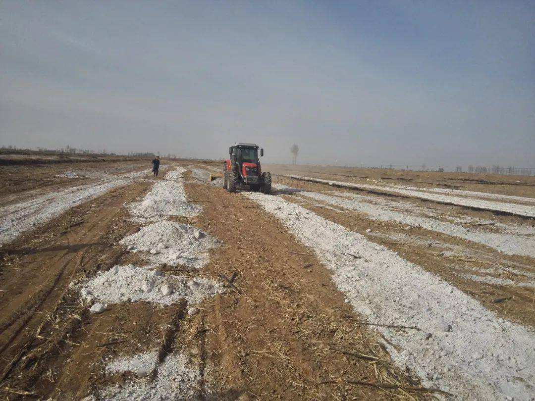 甘肃大面积盐碱地综合治理方案,甘肃盐碱地生物质改良方法!