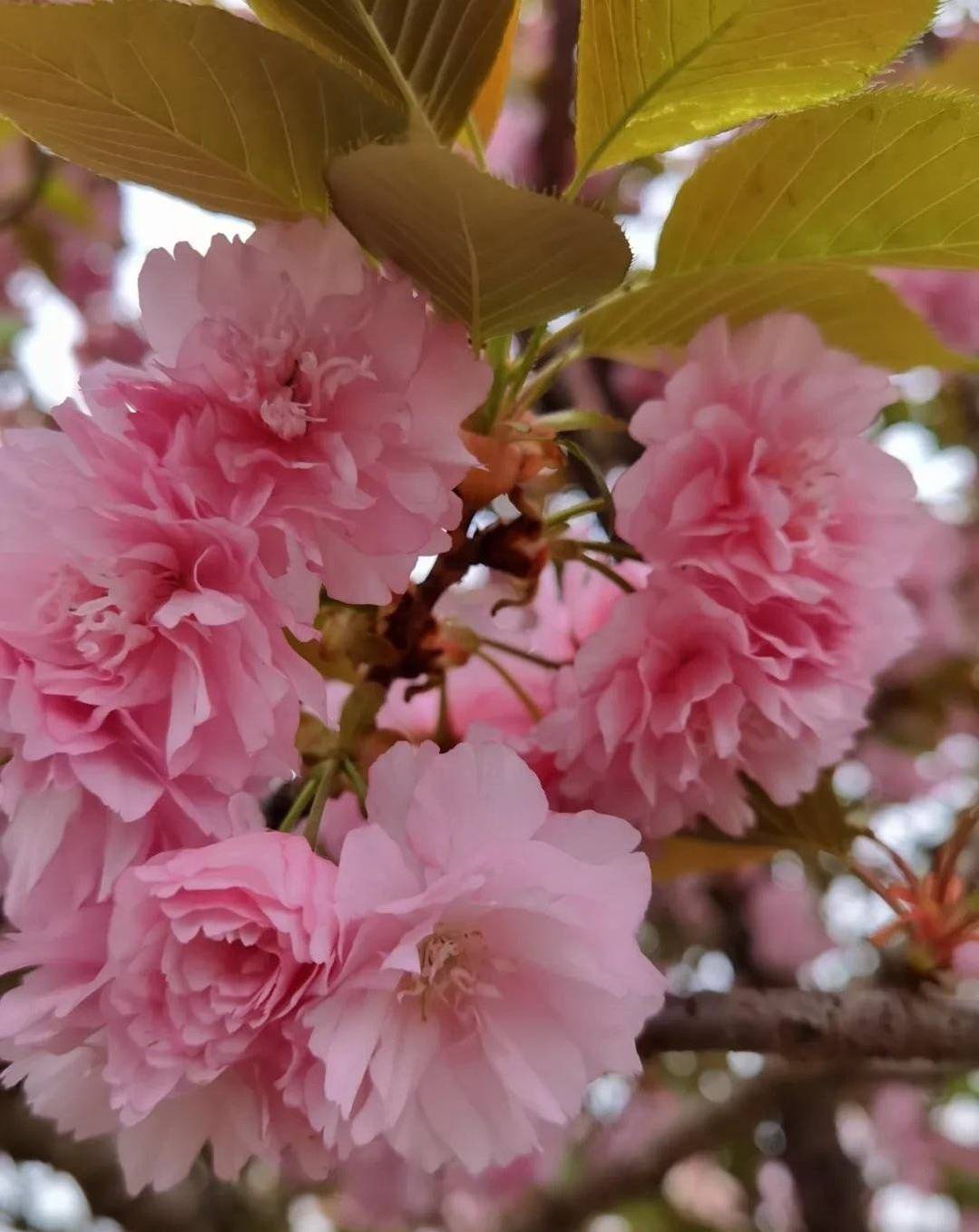 二十四番花信风之③ 立春花信风