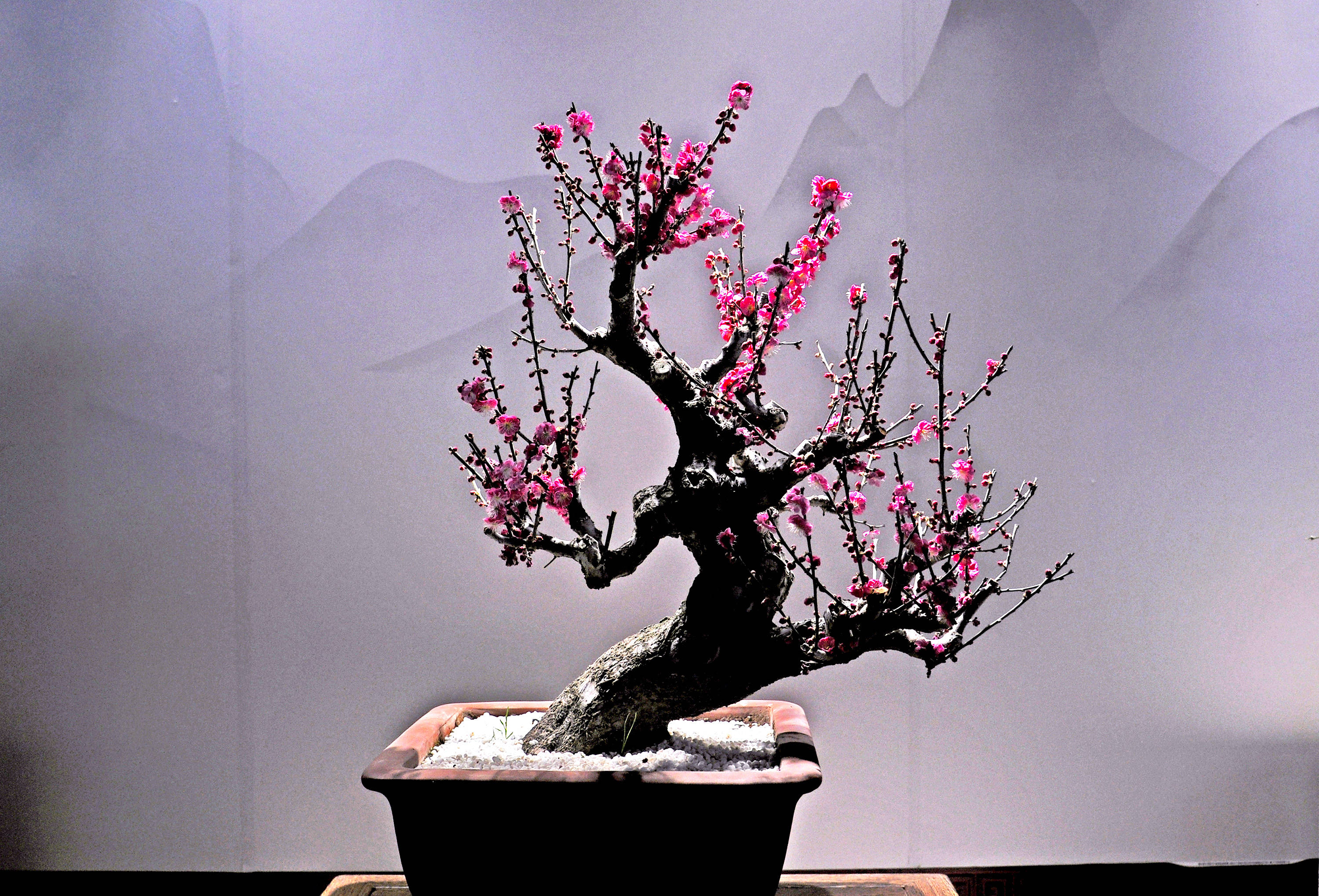 新春佳节赏梅花盆景_保护_品格_传统