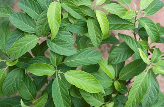 菌痢,急性胃肠炎,急性肺炎,丹毒,吐血,衄血,黄疸,痢疾,痈疽肿毒等症