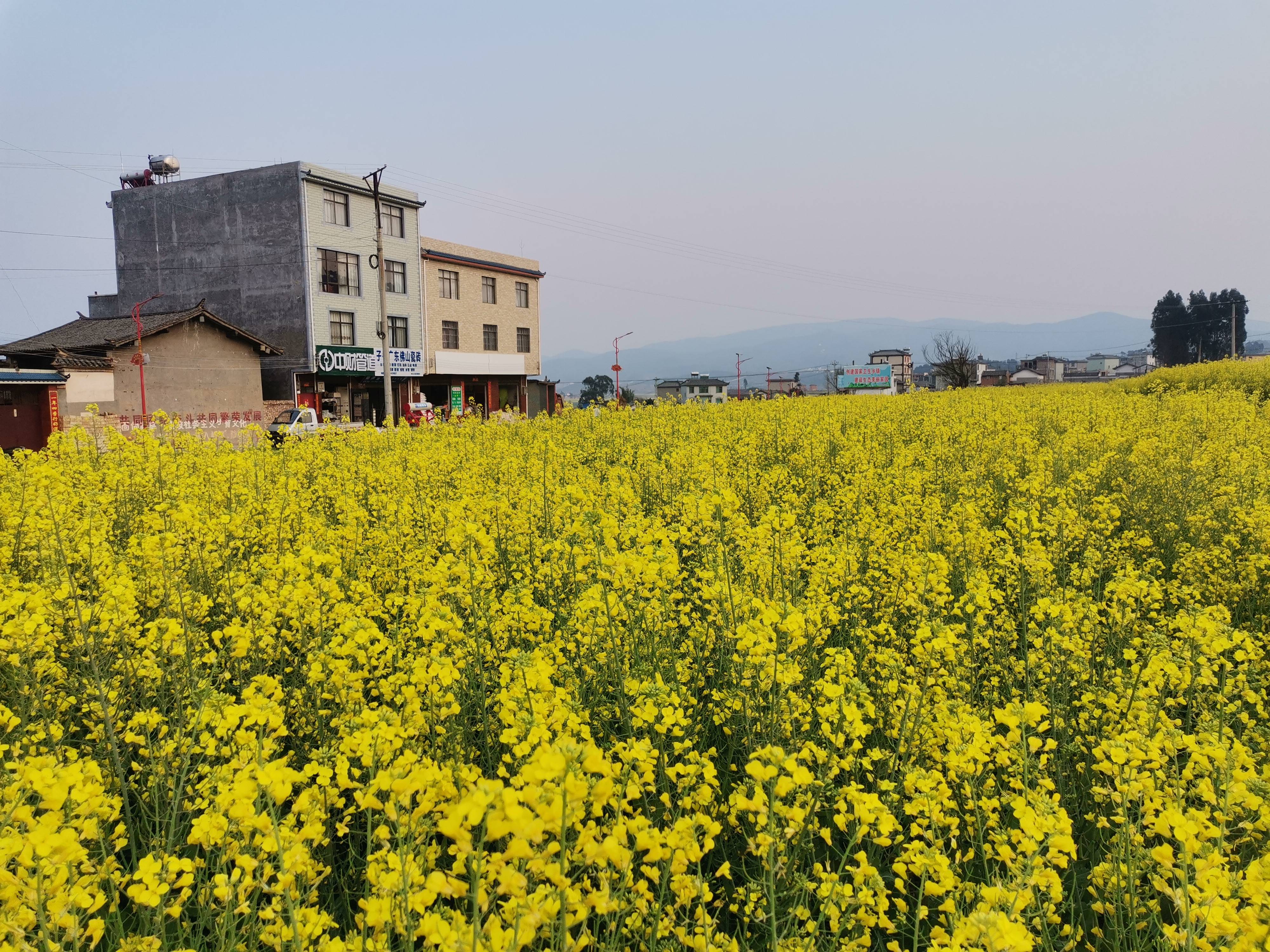 沟成条,线成排,花成行,绿成块的田园风景,靓丽的色彩为骠川大地的春天