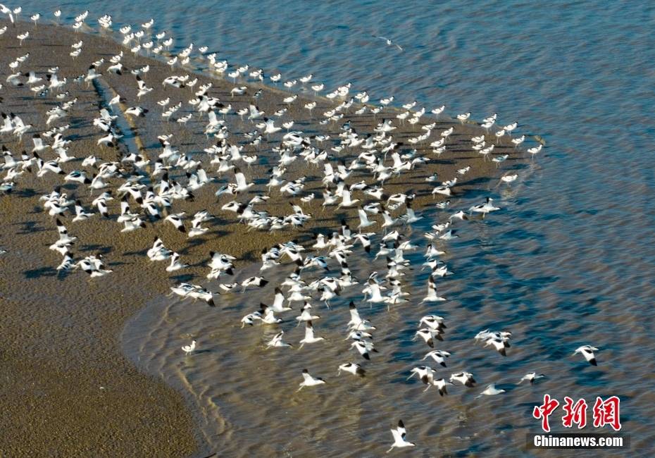 江苏连云港:大批反嘴鹬湿地越冬场面壮观-搜狐大视野-搜狐新闻