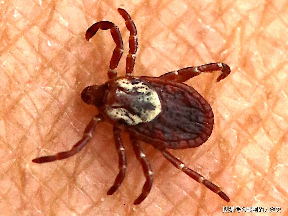 【动物界全系列】寄螨总目—硬蜱科(上):革蜱_生活_吸血_宿主