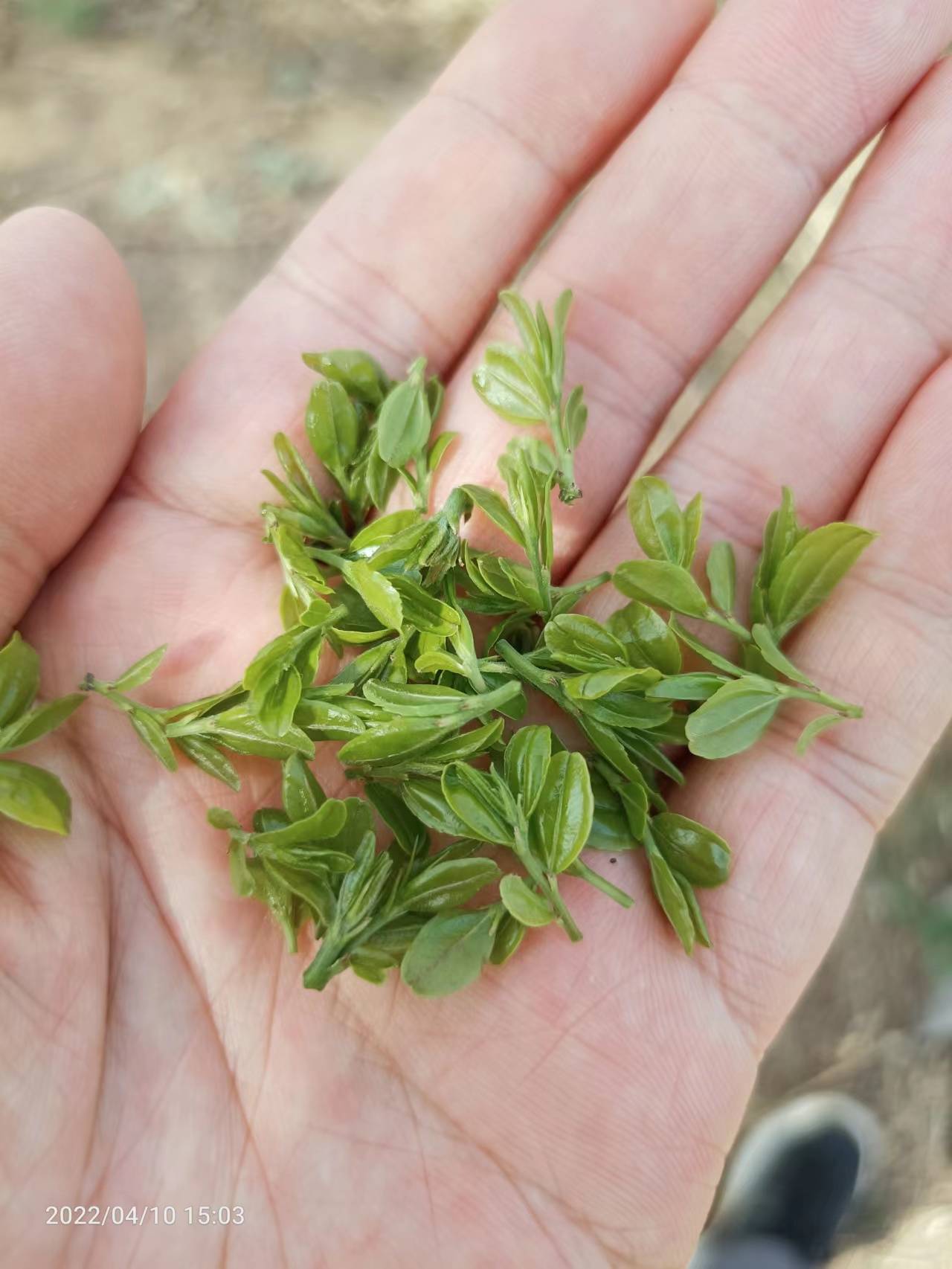 最"野"的酸枣芽零农残,零咖啡碱,富含维生素c,助睡眠降三高_检验_检测