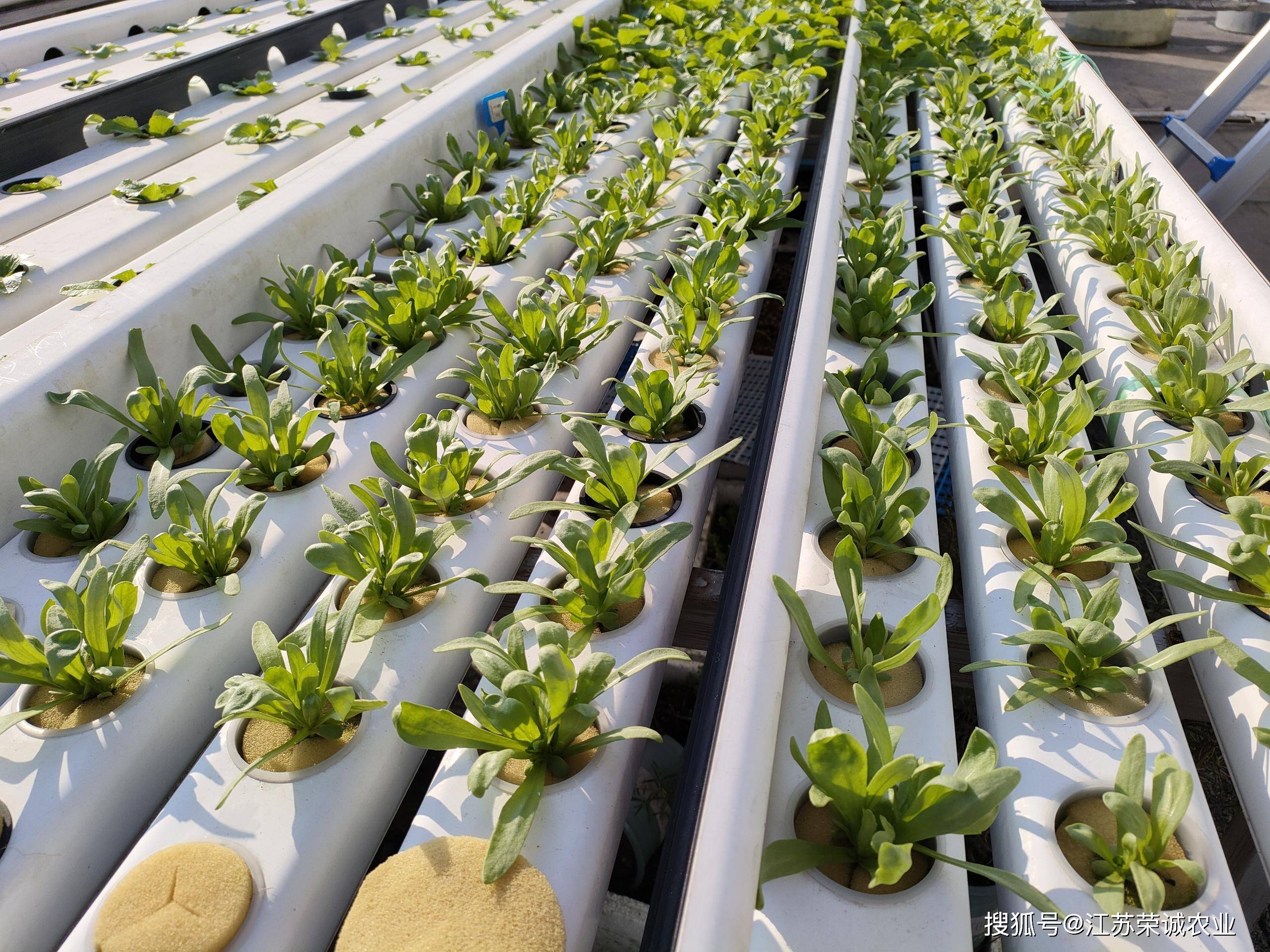 你试过阳台水培的茼蒿吗?_种植_荣诚_清香