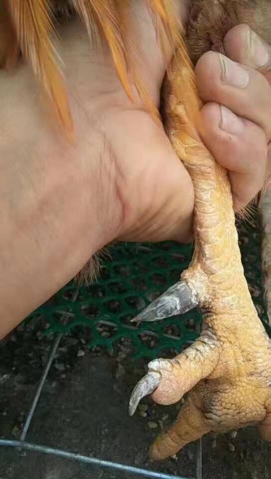 怎样让阉鸡脚蹬长更长可以提前出栏 日常管理阉鸡脚蹬子怎么长的更长