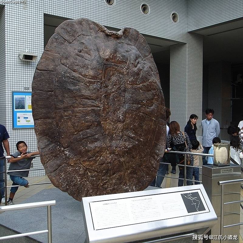 龟壳化石和贝之化石图片