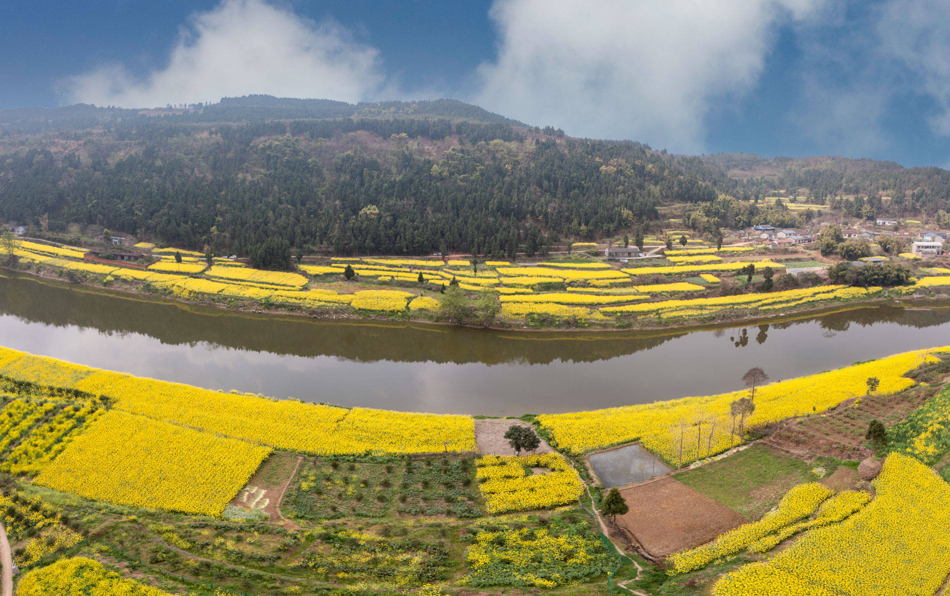 四川德阳旌阳区:双东镇"赏花经济"推进乡村振兴_李花_旅游_活动