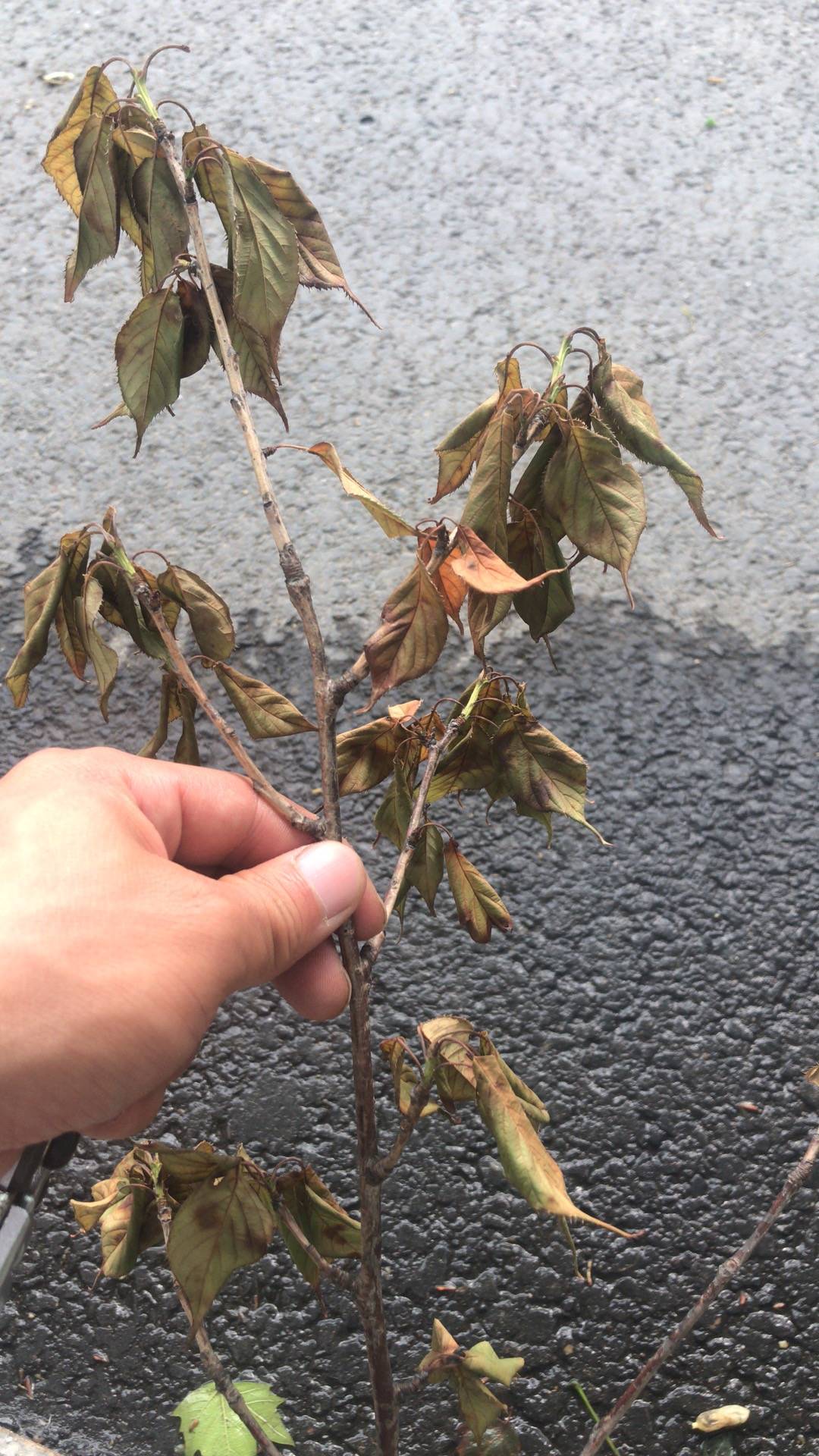 樱花病虫害种类和防治技术-樱花腐烂病干腐病枝枯病-樱花养护管理蛀干