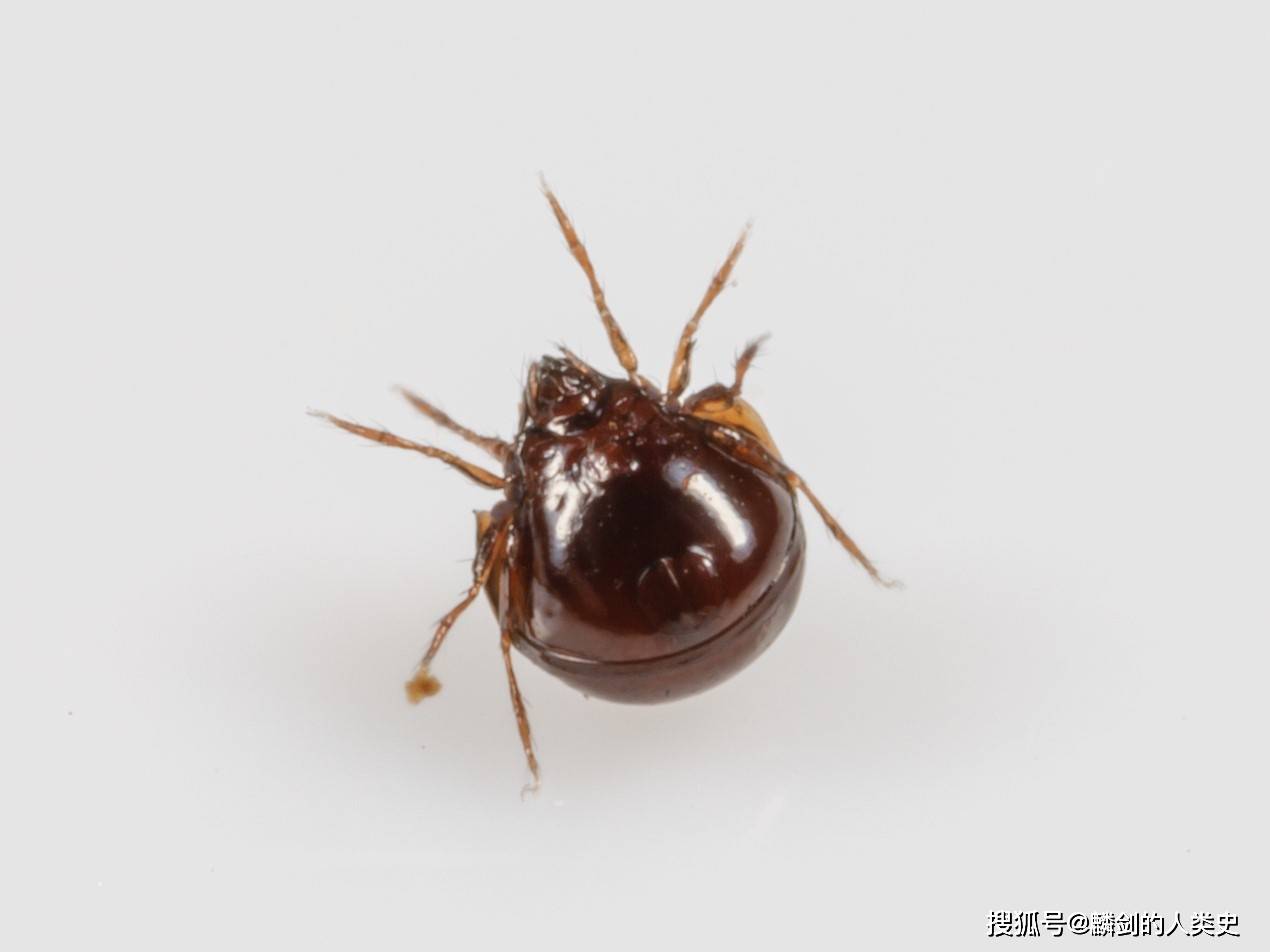 【动物界全系列】螨形总目—甲螨亚目(下)_棱甲_翼甲_种类