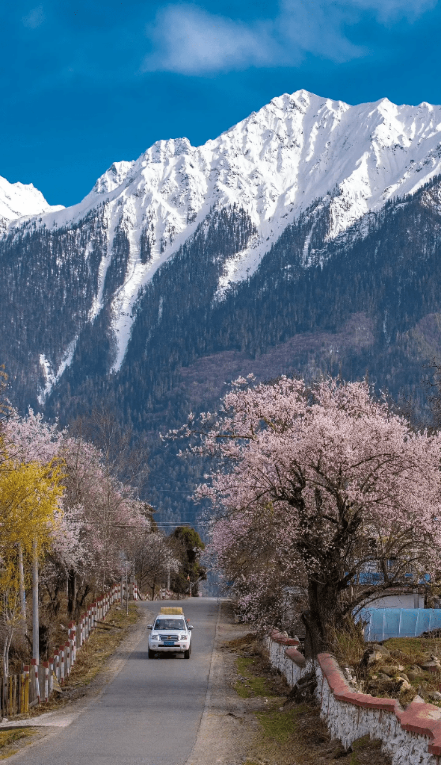 西藏墨脱 林芝