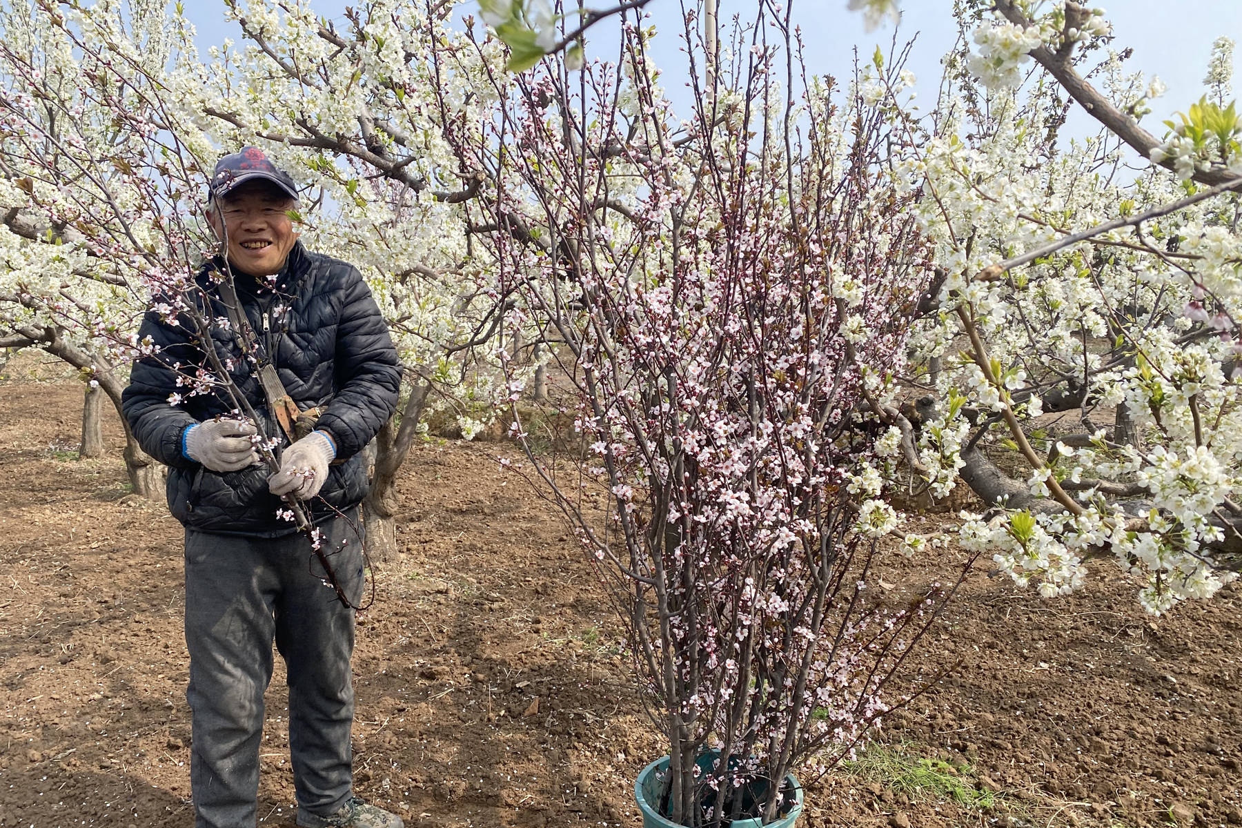 陕西大荔农民给果树人工授粉"门道多":专家特意指导你提高坐果率_品种