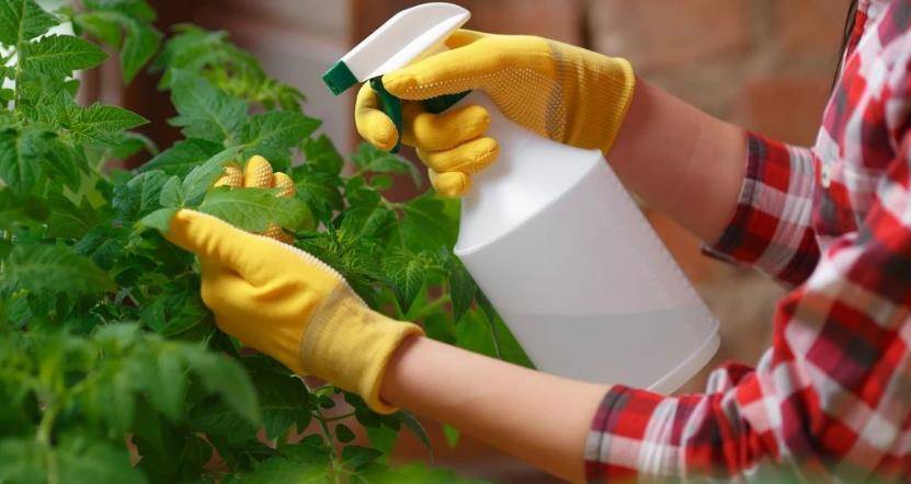 室内植物（室内植物什么时候搬到室外） 第3张