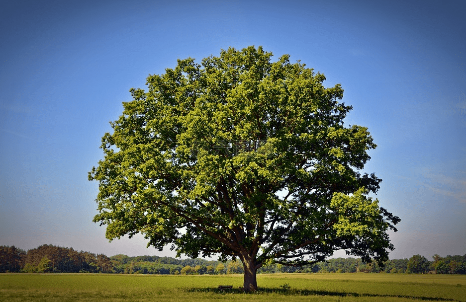 橡树,植物中的创新