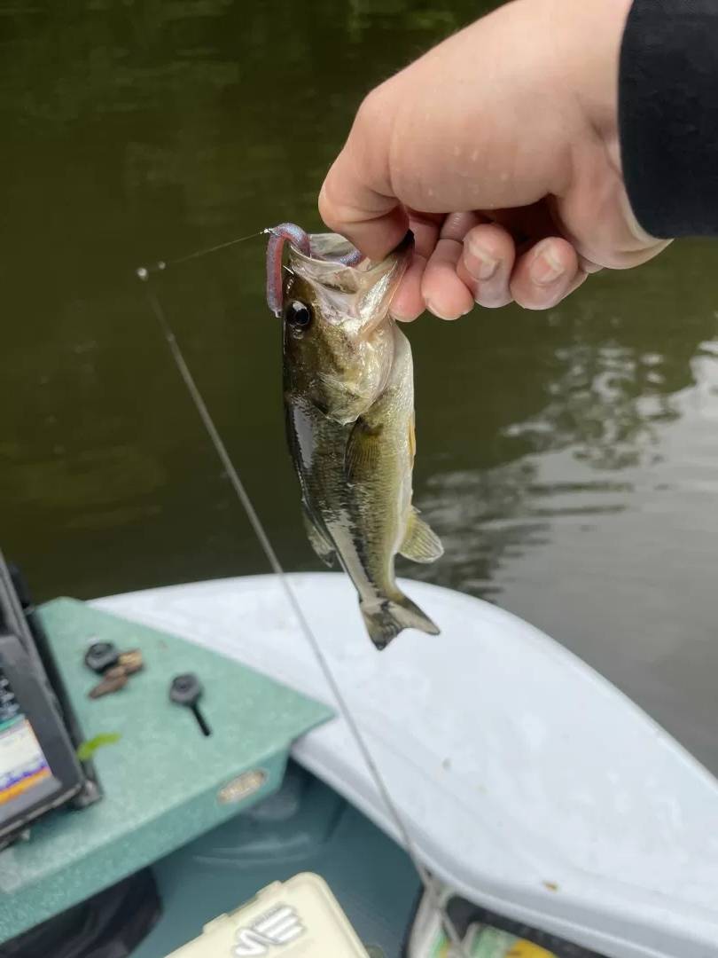 德州钓组,成功钓获鲈鱼,畅享黄金周路亚之旅_天气_机会_清香