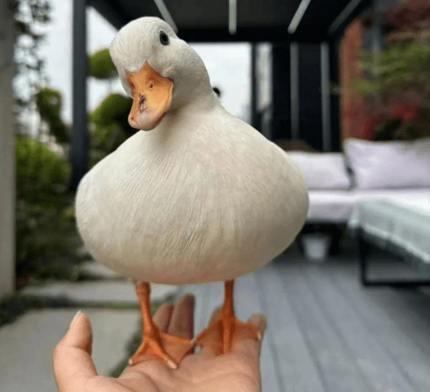 此前王思聪,知名演员王珞丹都曾养过这种鸭子,而王珞丹的那只还因被人