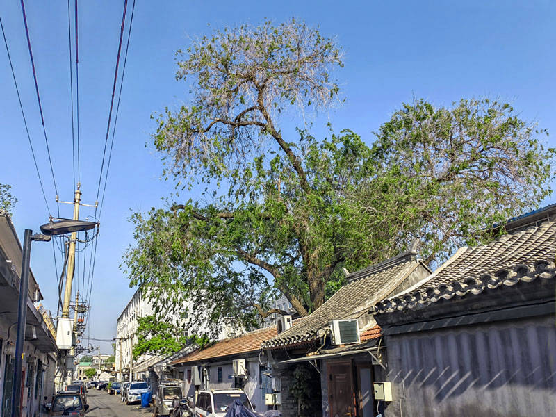 东城区北新桥街道古树(九):西南区域之南部_辛寺胡同_东四十二条_古