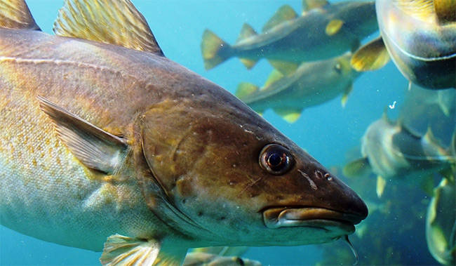 这两种鱼胶原蛋白肽的提取方式没有熟好熟劣之分,不同地区不同鱼的不