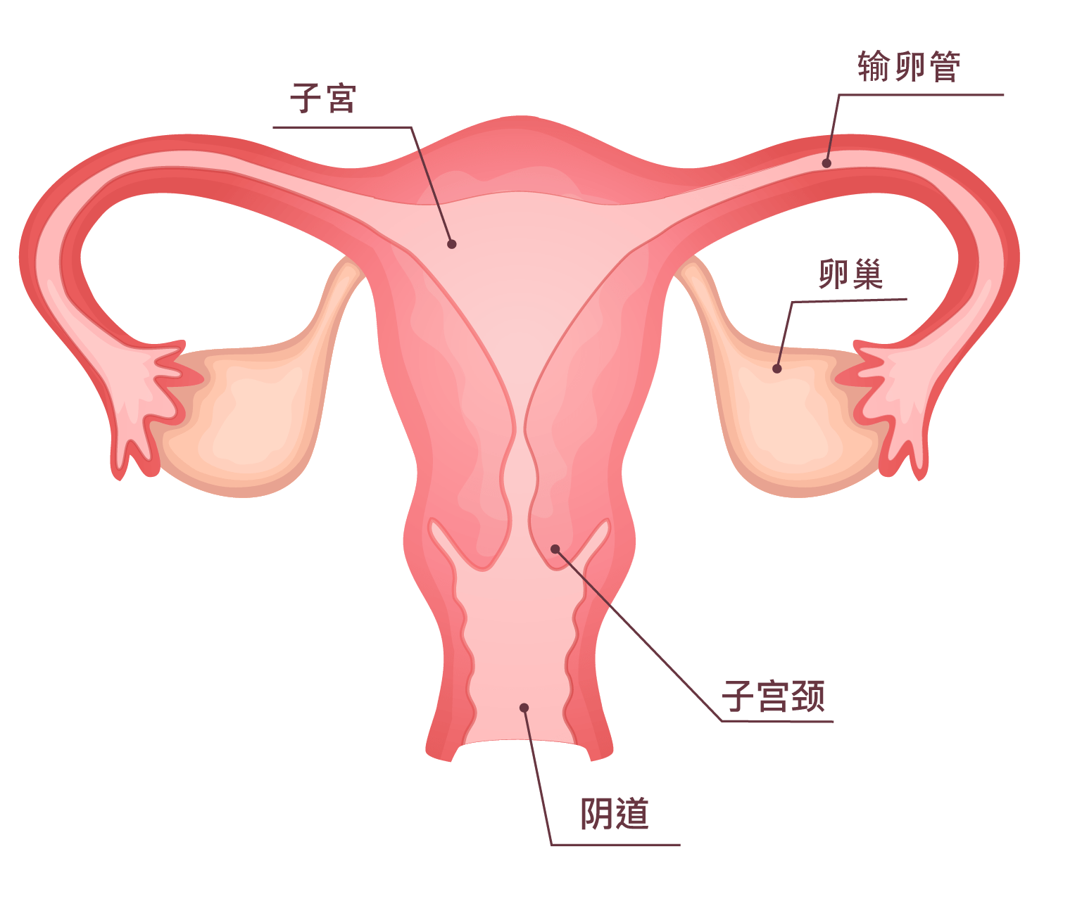 宫颈的位置图片