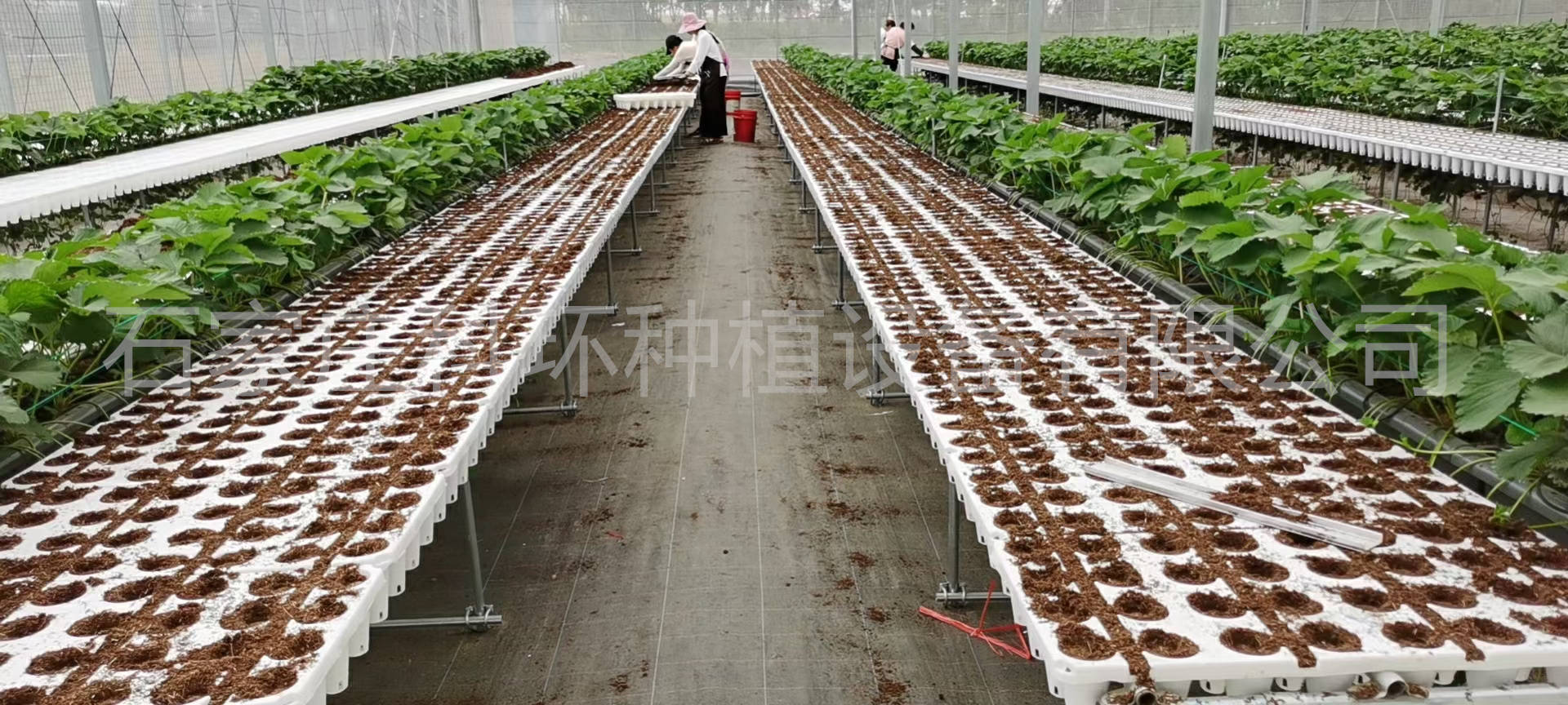 草莓有哪几种架式栽培 科环草莓立体种植槽种植架 无土栽培高架草莓