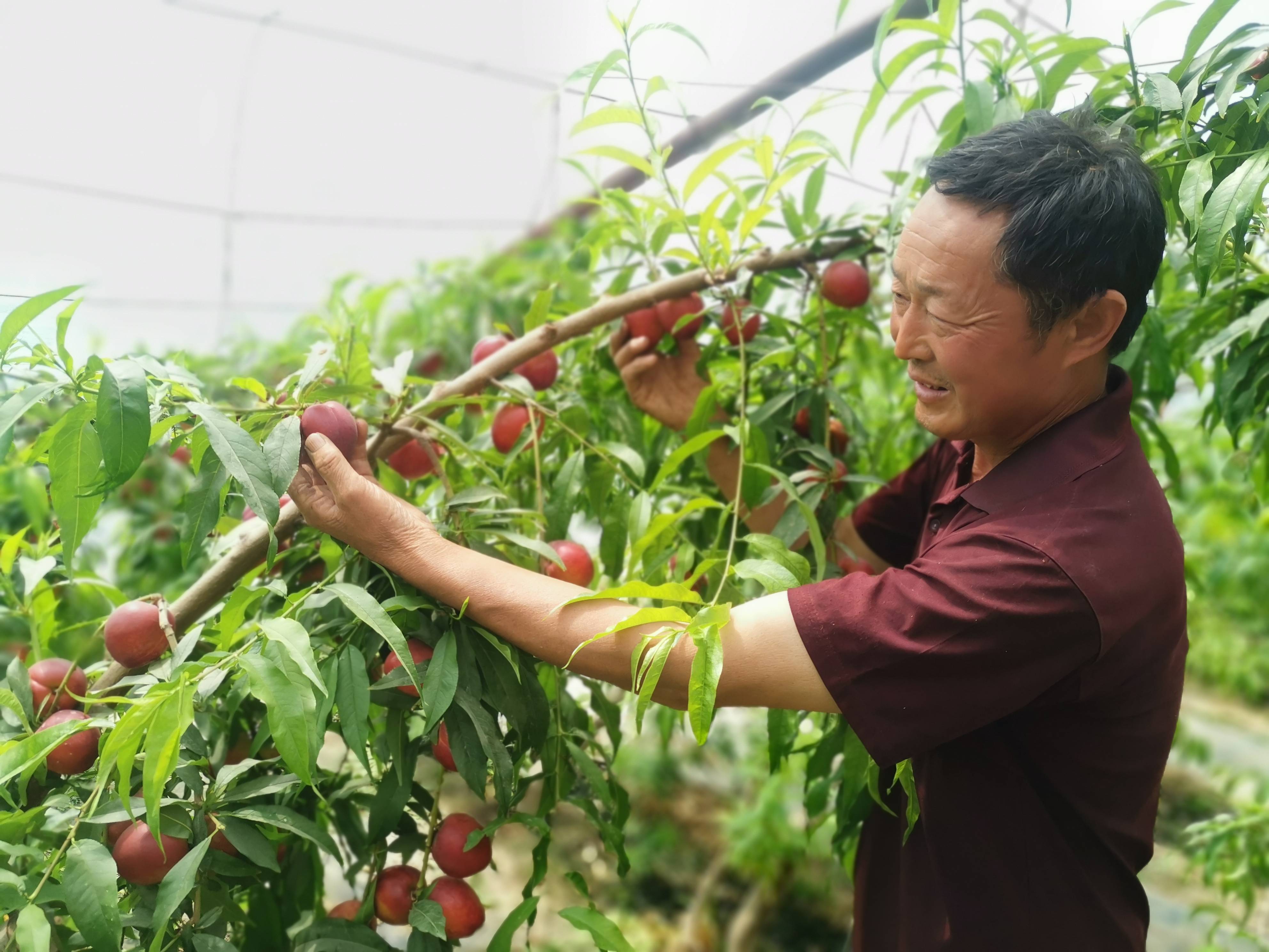 大棚油桃抢鲜上市 成就村民甜蜜事业