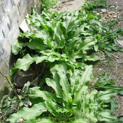 病名与中草药分类