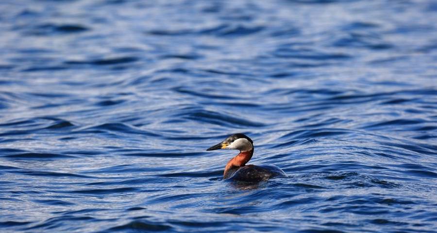 家电市场升温：美的海尔华为筑底,格力长虹康佳拼多多三星拼抢-家电圈官网