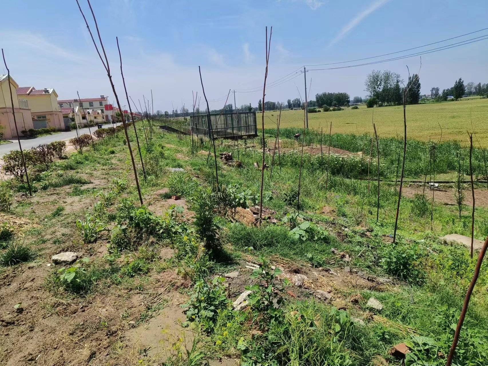 东明县长兴集乡:村台绿化工程树苗大面积不成活问题何解?