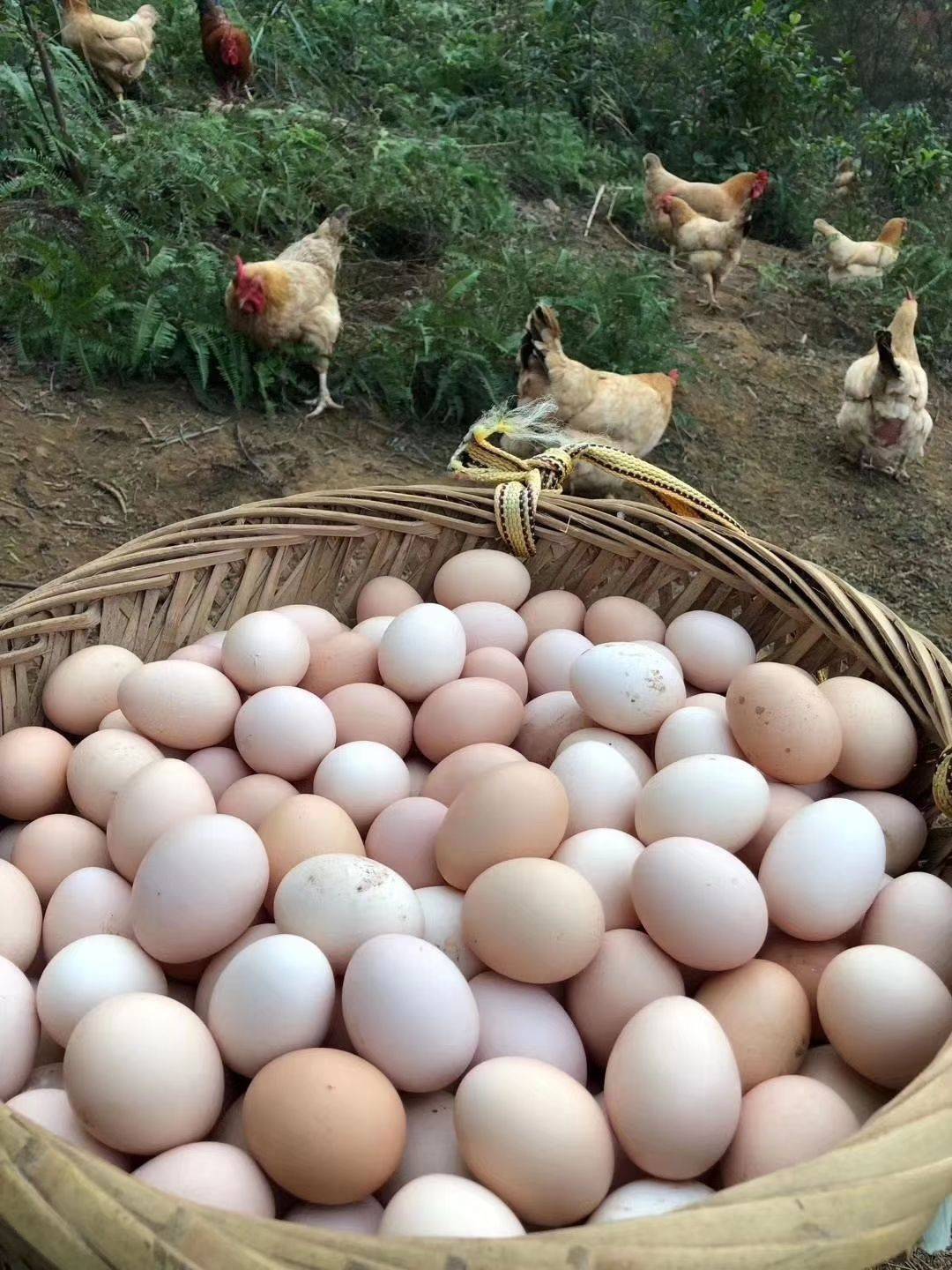 中裕百丰鸡蛋,专注于品质的完美结合_养殖_消费者_口感