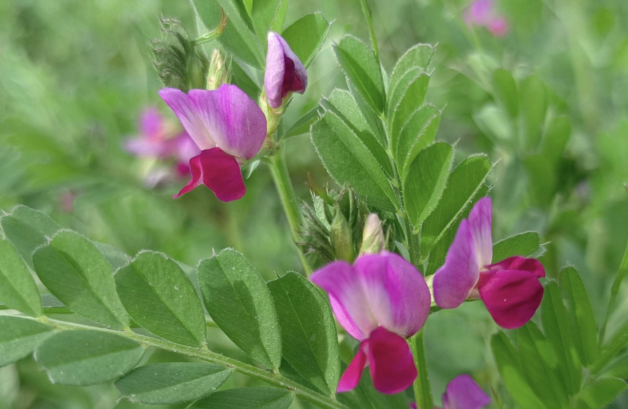 响堂湾石头村的野豌豆_长势_营养_保健