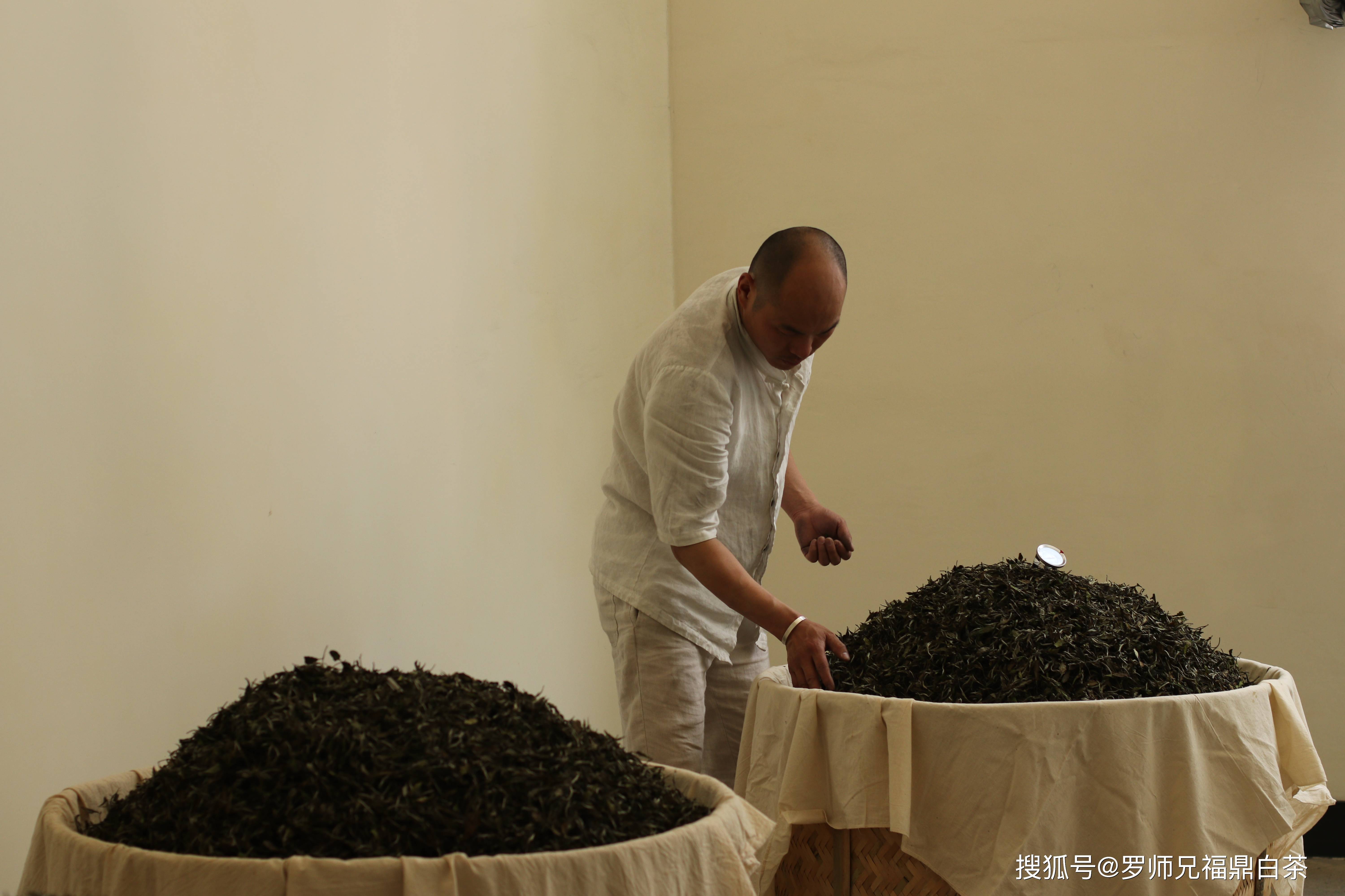 自然萎凋,手工炭焙,一个制茶十年老师傅眼中的"手工"白茶