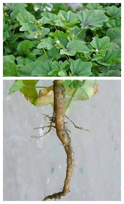 《峨眉山药用植物研究》)【异名】水麻柳根(云南,贵州)