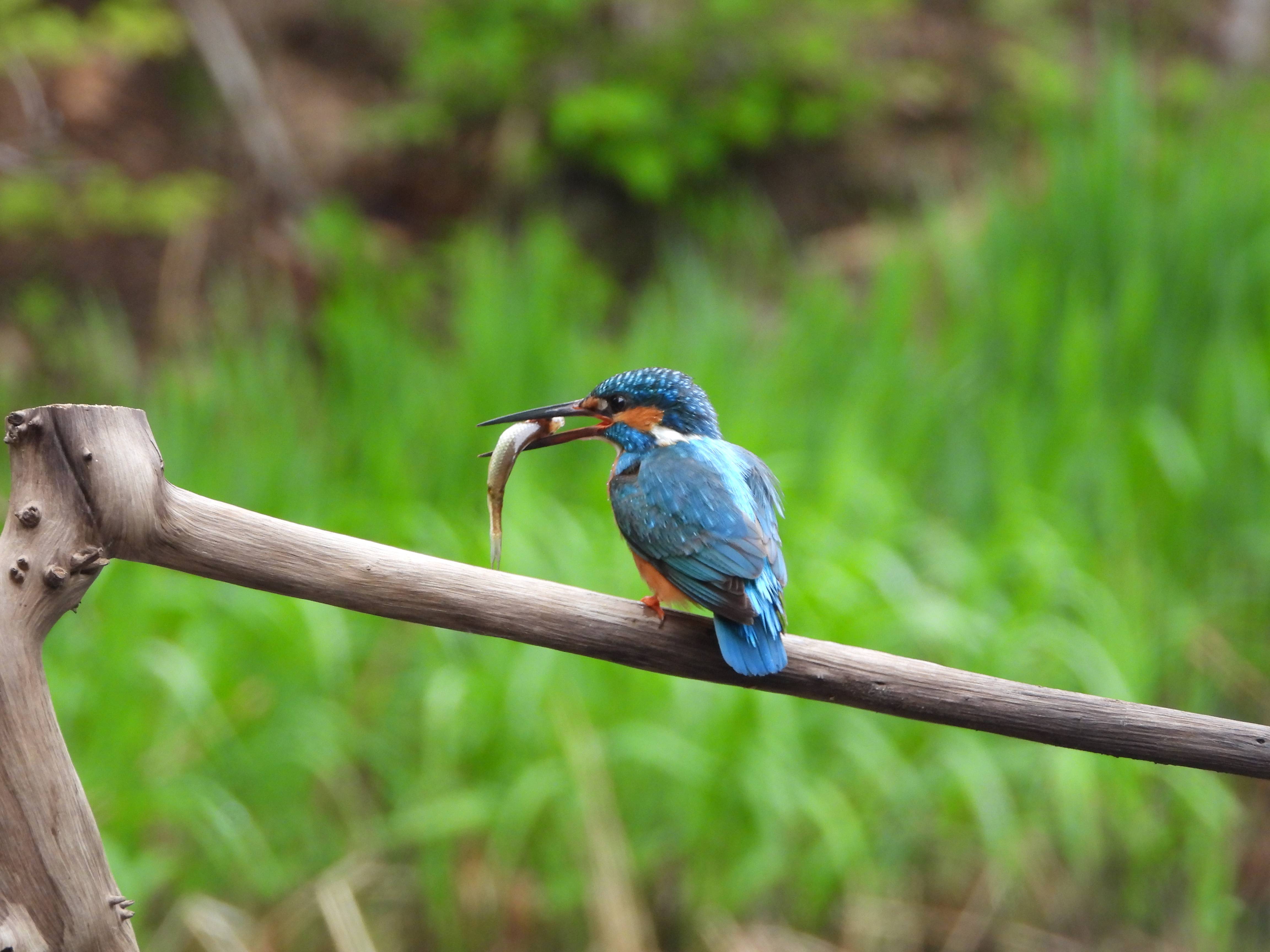 我们怎样与野生动植物相处(森林小卫士倡议书)_保护_自然_文明
