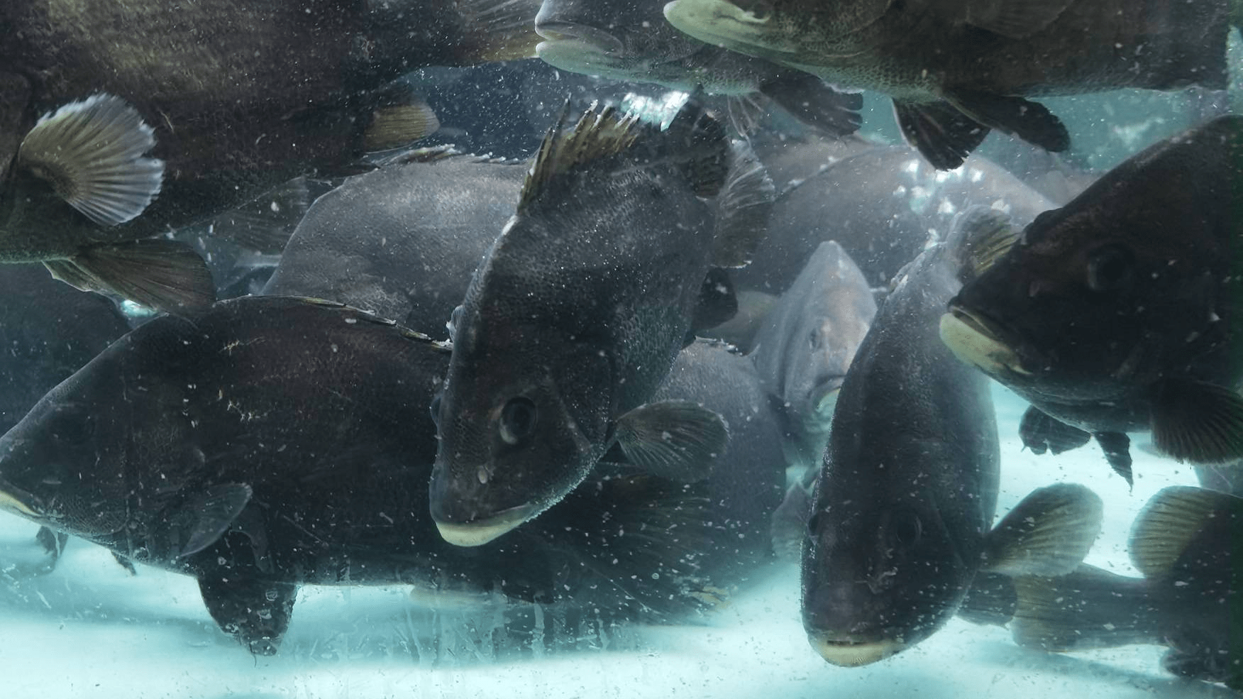 泊来鲜:海鲜新零售破局之道_消费量_消费者_行业