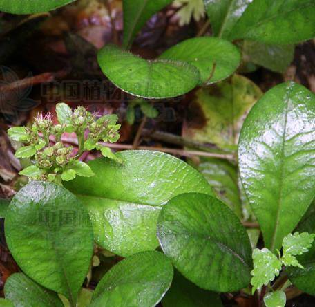 《陆川本草》)【异名】老虎尾(《陆川本草》),弓弦麻(《全国中草药