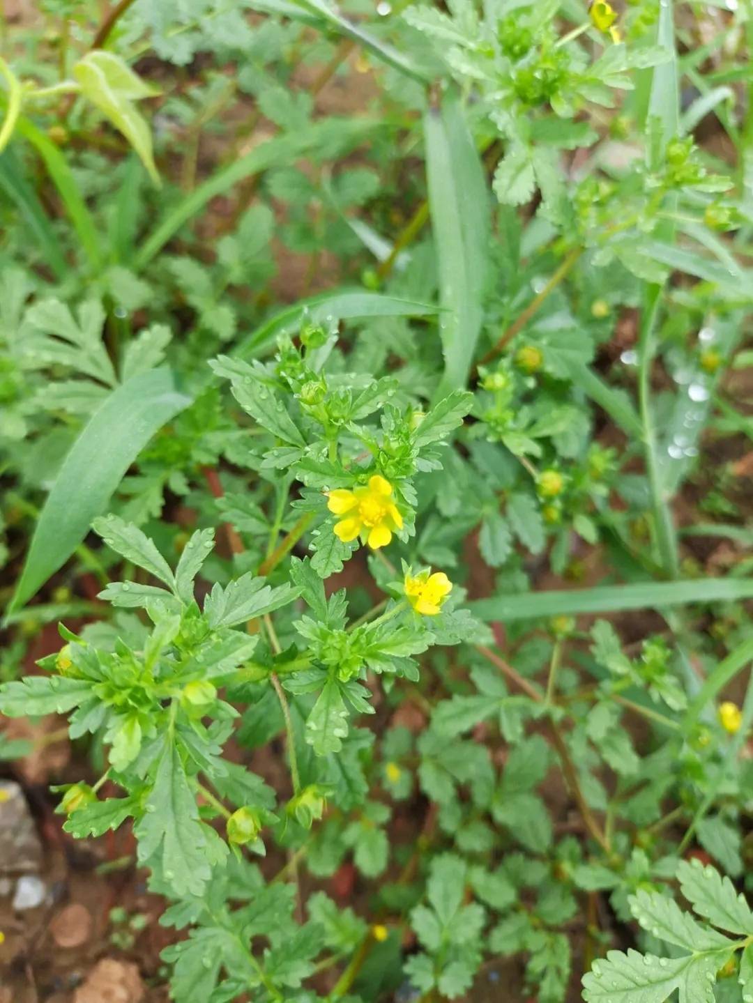 病名與中草藥分類_植物_mm_cm