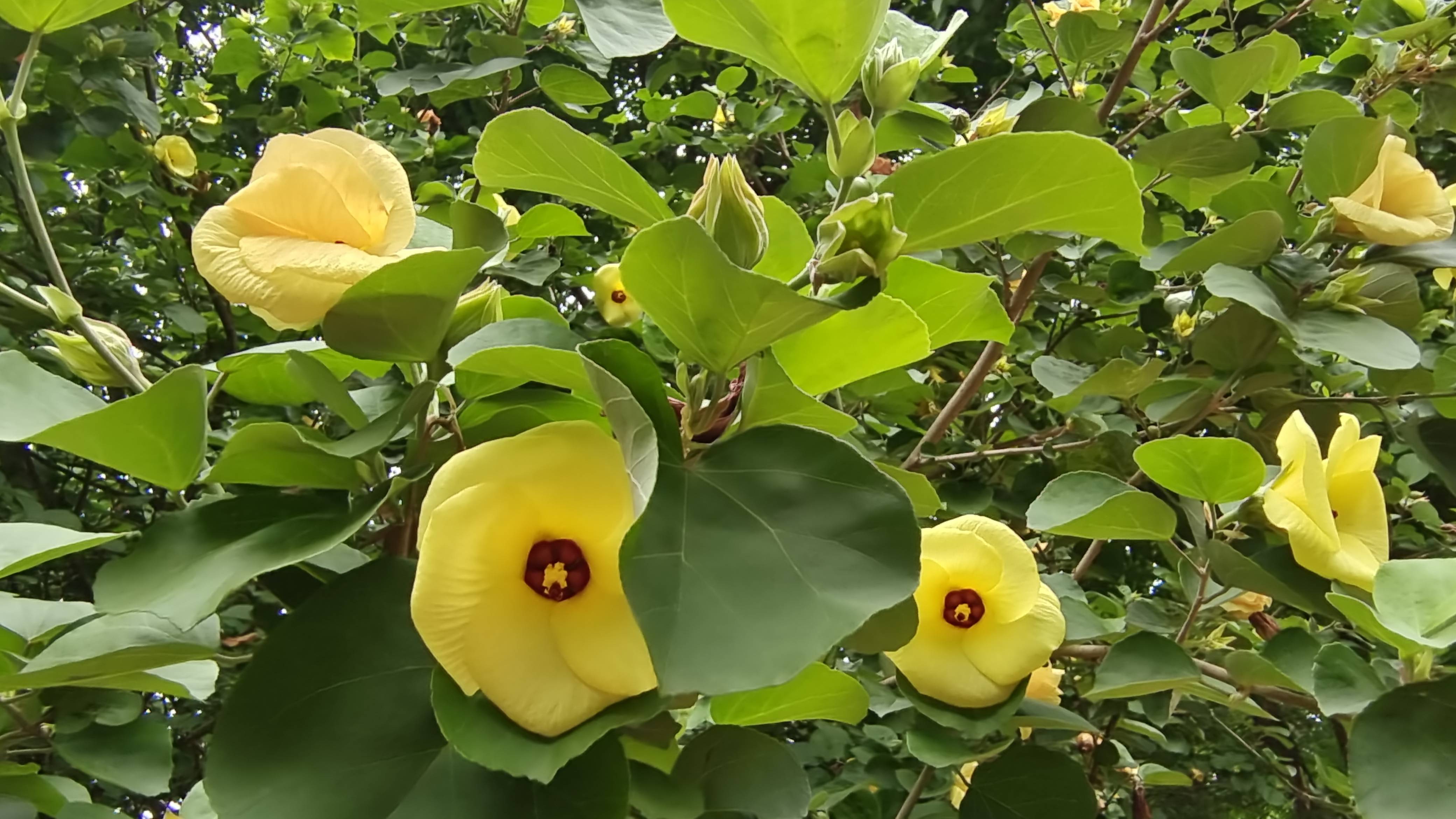 吉安随拍:花花草草之黄槿-搜狐大视野-搜狐新闻