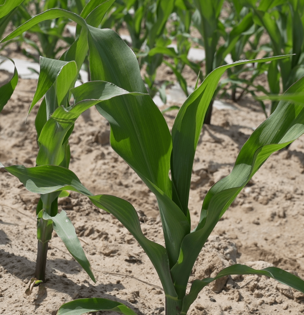 若羌县玉米长势喜人 一片好"丰"光_石峡镇_农业_生产