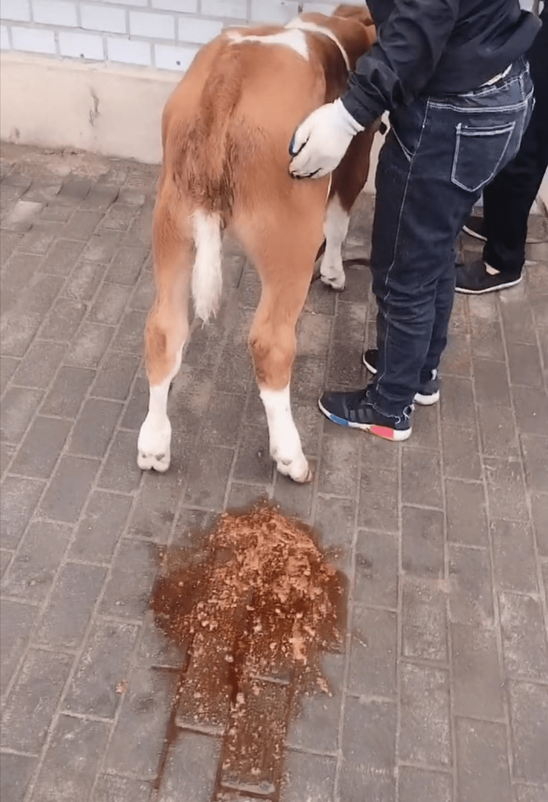 牛犊漏肠图片图片