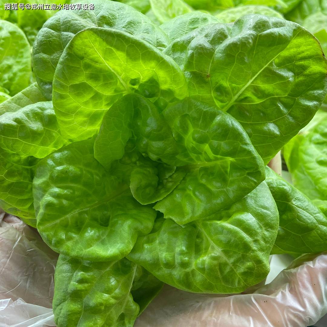 可以選擇適合水培的品種,如綠葉生菜,奶油生菜,羅馬生菜等,同時注意